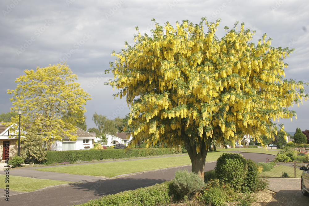 Fotografía laburnum tree in full bloom