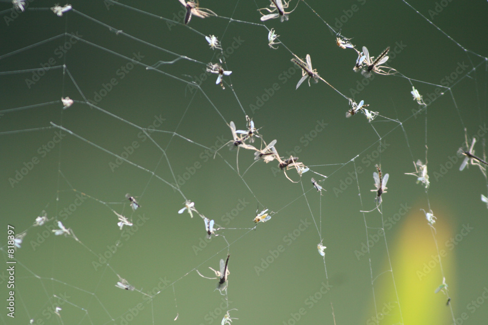 cobweb cobweb