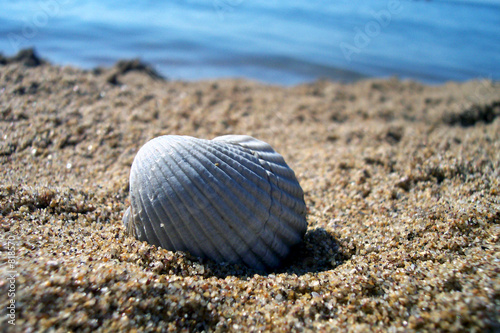 sunbathing seashell