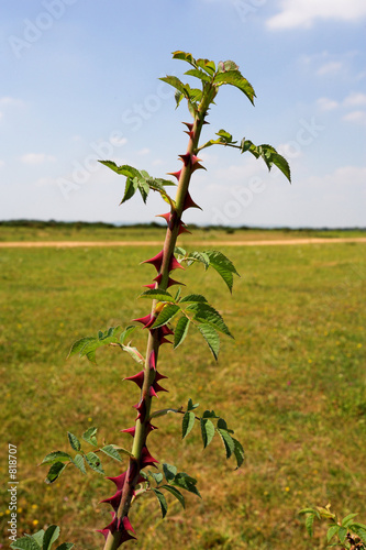 thorns photo