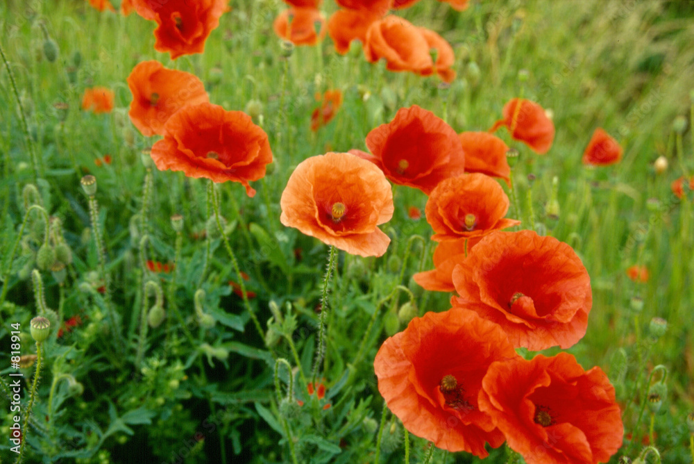 Foto wild poppy