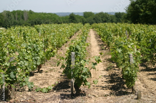 vignes_beaujolais
