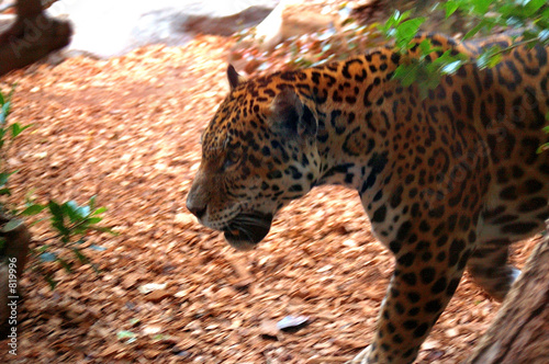 Photography felino