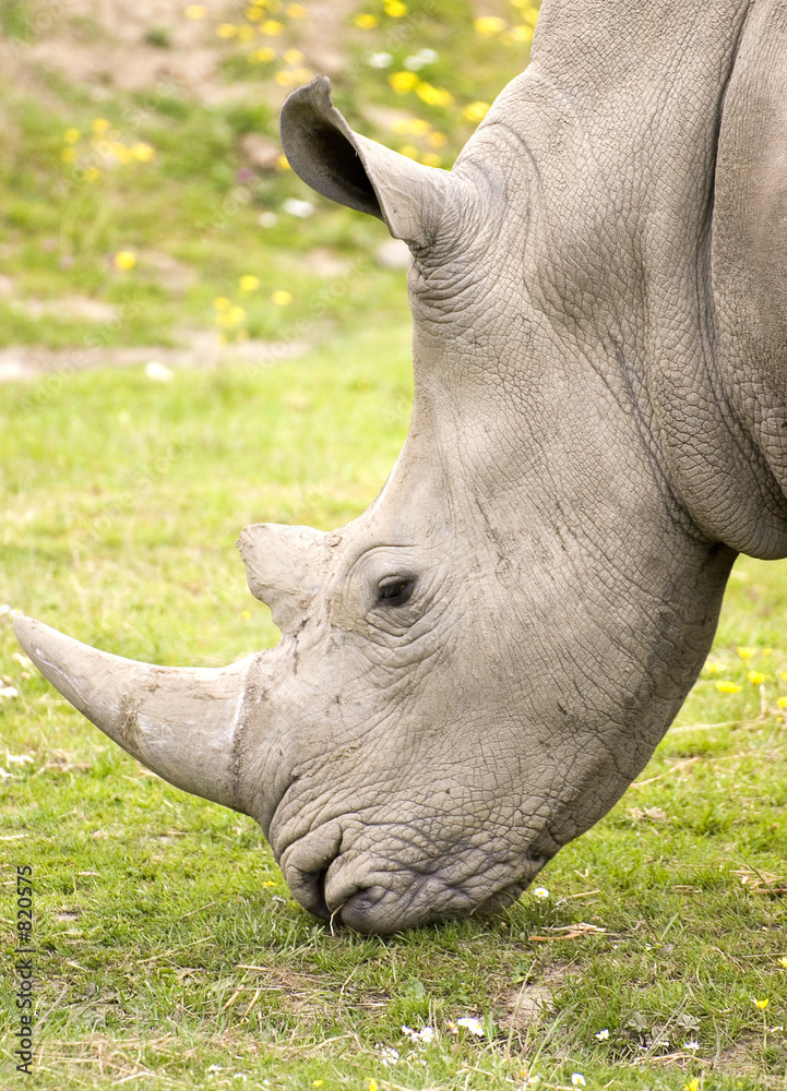 Obraz premium rhino closeup