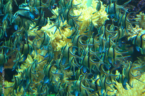 peces de acuario