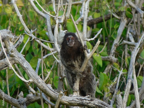 macaque 1