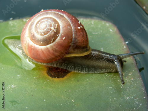 snail photo