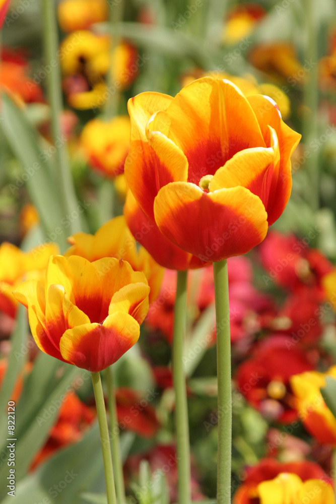 Fototapeta premium tulip