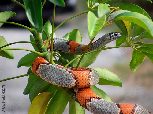 gray banded kingsnake photo