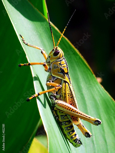 Valokuvatapetti southern lubber grasshopper