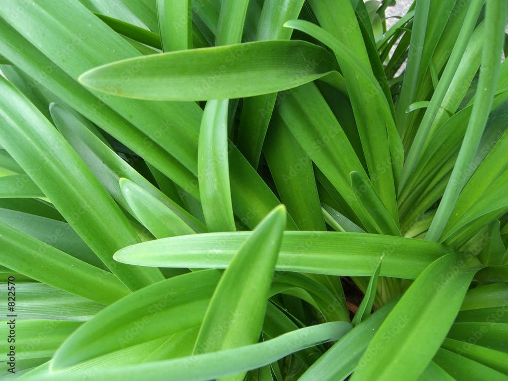 Obraz premium pflanze (1)