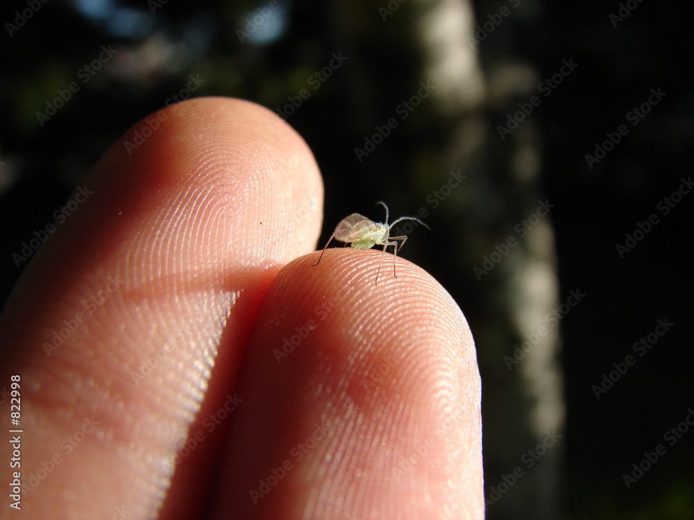 Obraz premium tiny bug