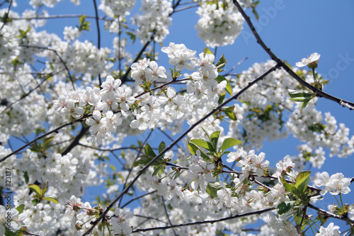 blowing cherry
