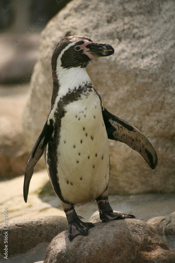 Naklejka premium humboldt-pinguin