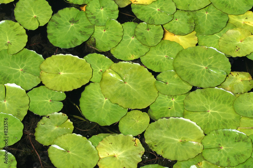 Quadro em tela lily pad