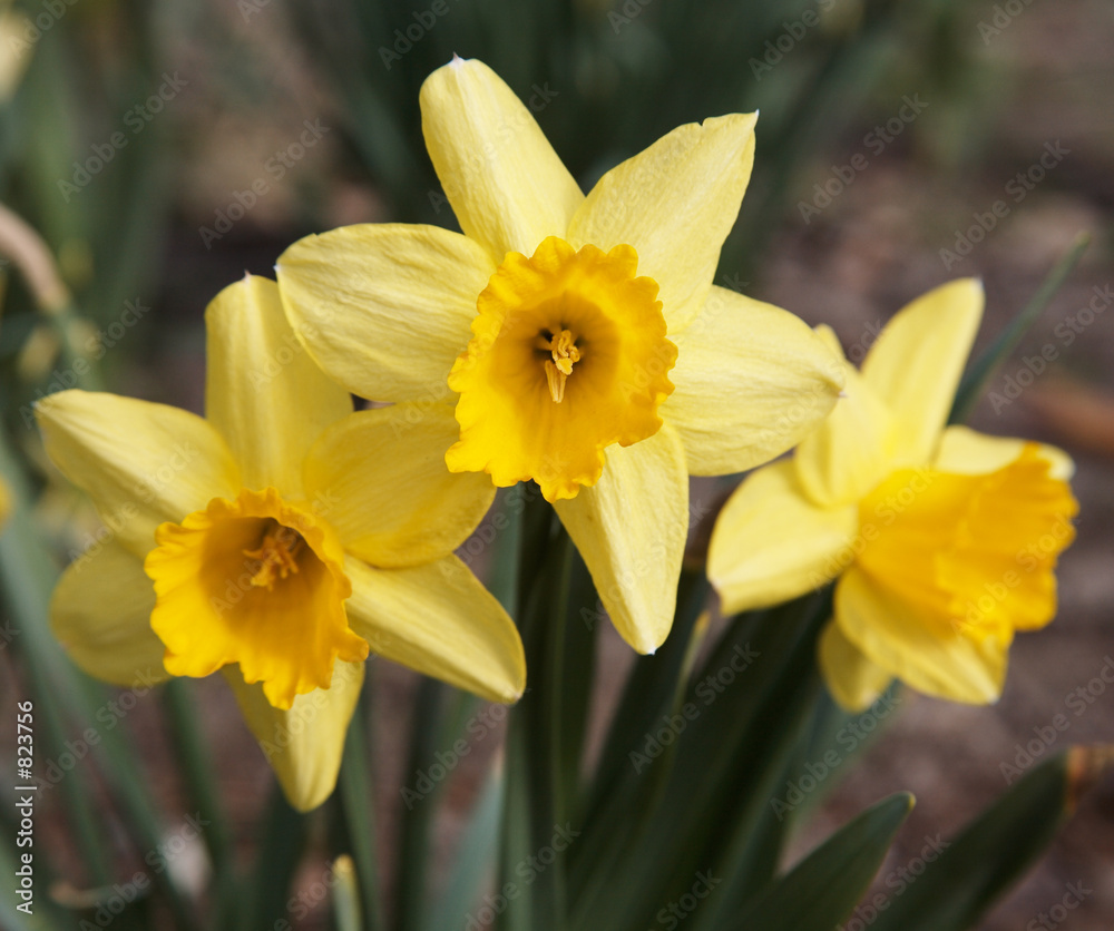 yellow narcissus yellow narcissus