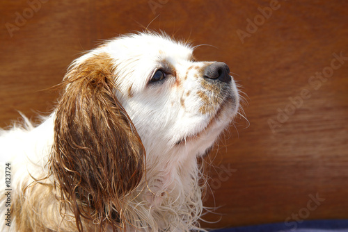 king charles portrait photo