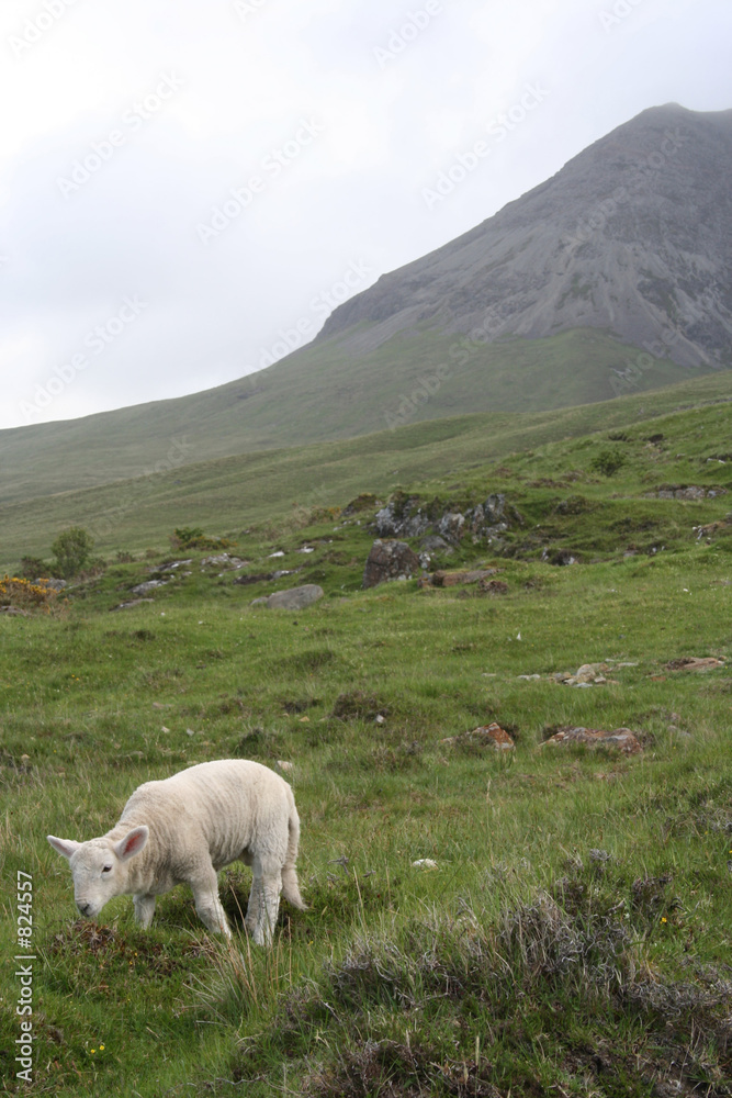 lamb isle of skye, scotland