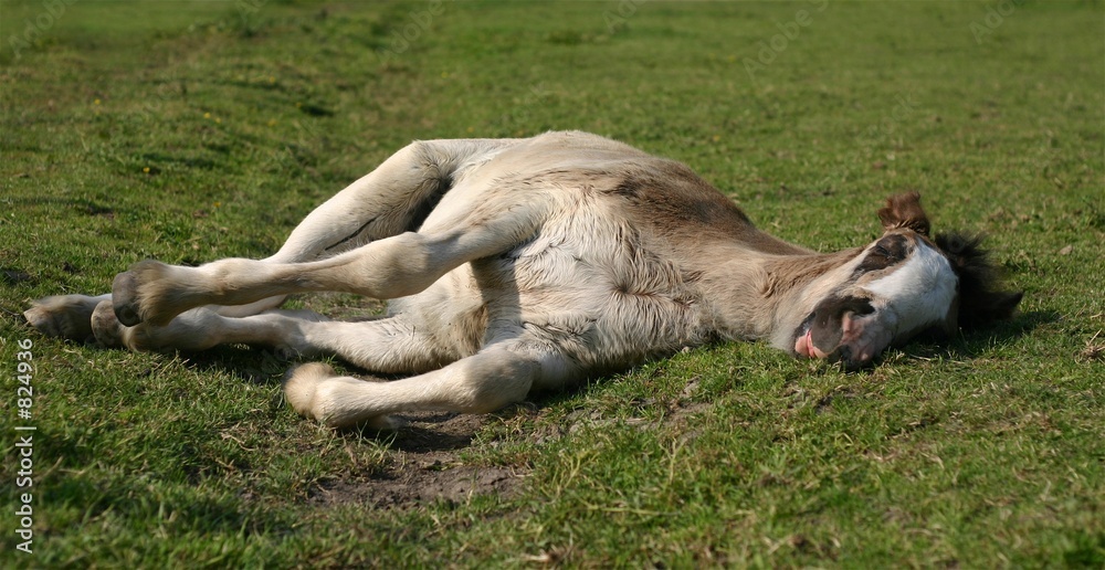 Fototapeta premium sleeping foal