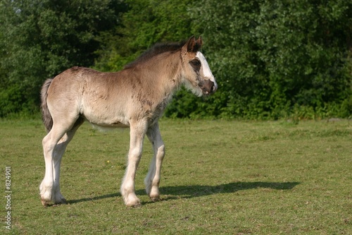 Obraz na plátně little foal