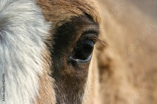 horse eye