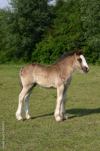 Schilderij op canvas young horse standing