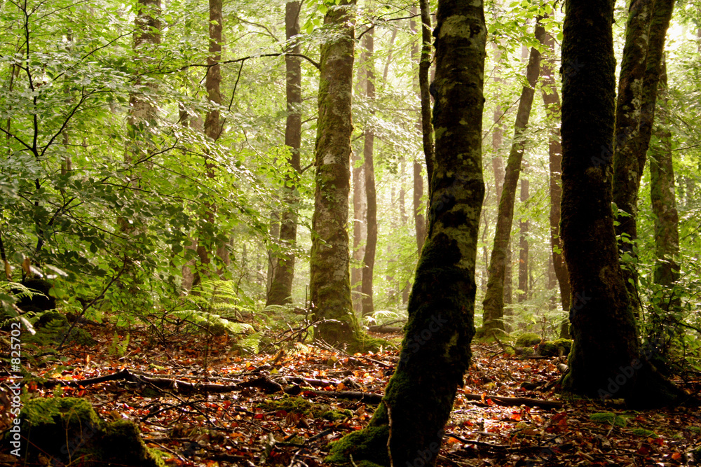Fotografie sous-bois