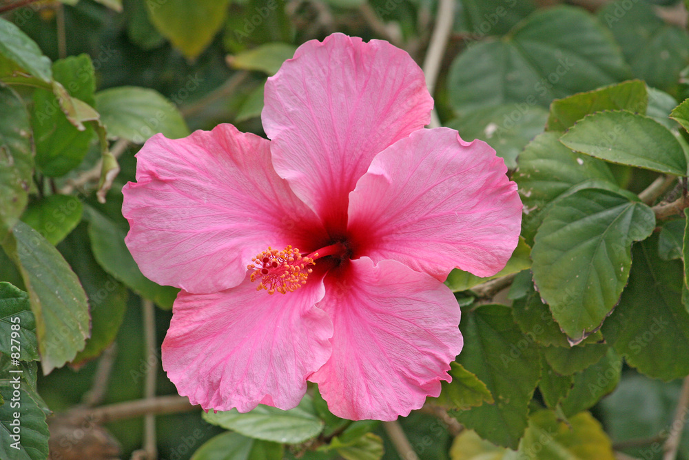 einzelne hibiskusblüte