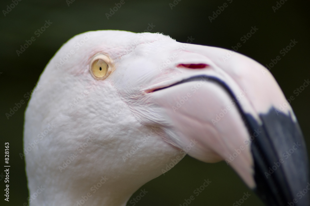 Fototapeta premium floyd closeup