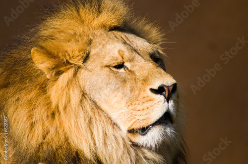 Fototapeta Naklejka Na Ścianę i Meble -  lions head