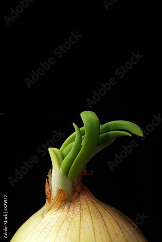 zwiebel