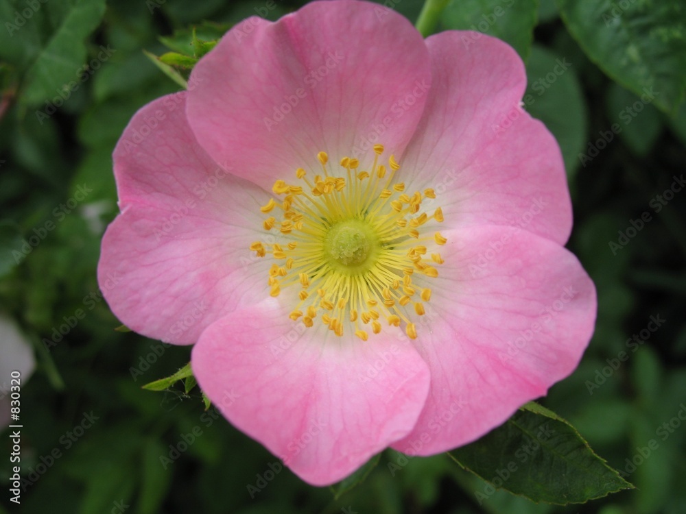 wild rose wild rose
