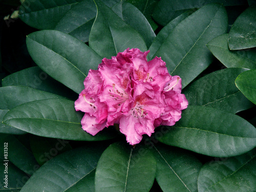 rhododendron photo