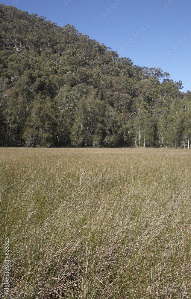 swamp grass and hill