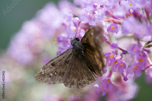 moth on purple butterfly bush