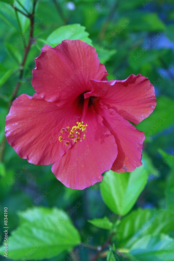 hibiscus 2 hibiscus 2