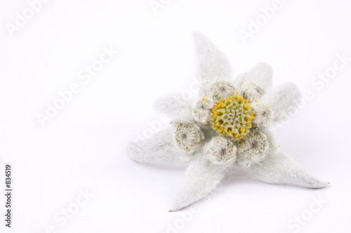 Fototapeta Naklejka Na Ścianę i Meble -  white flower. edelweiss