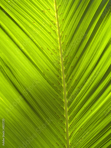 tropical green leaf