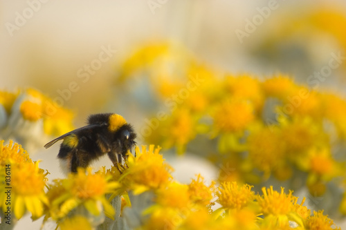 bee1