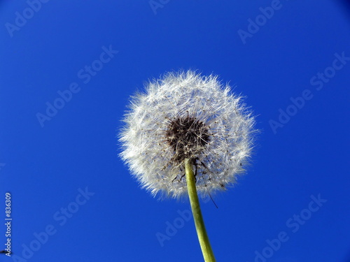 dandelion