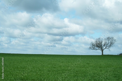 lone tree