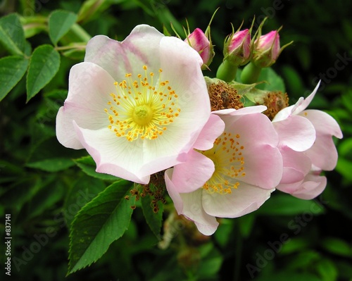 pretty pink wild roses
