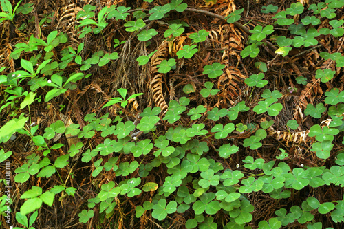redwood sorrel