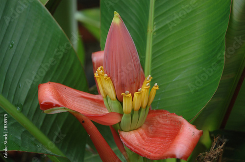 mini banana flowers photo