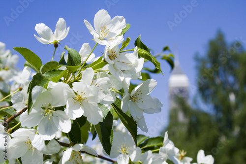 malus silvestris