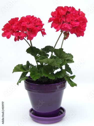 géranium