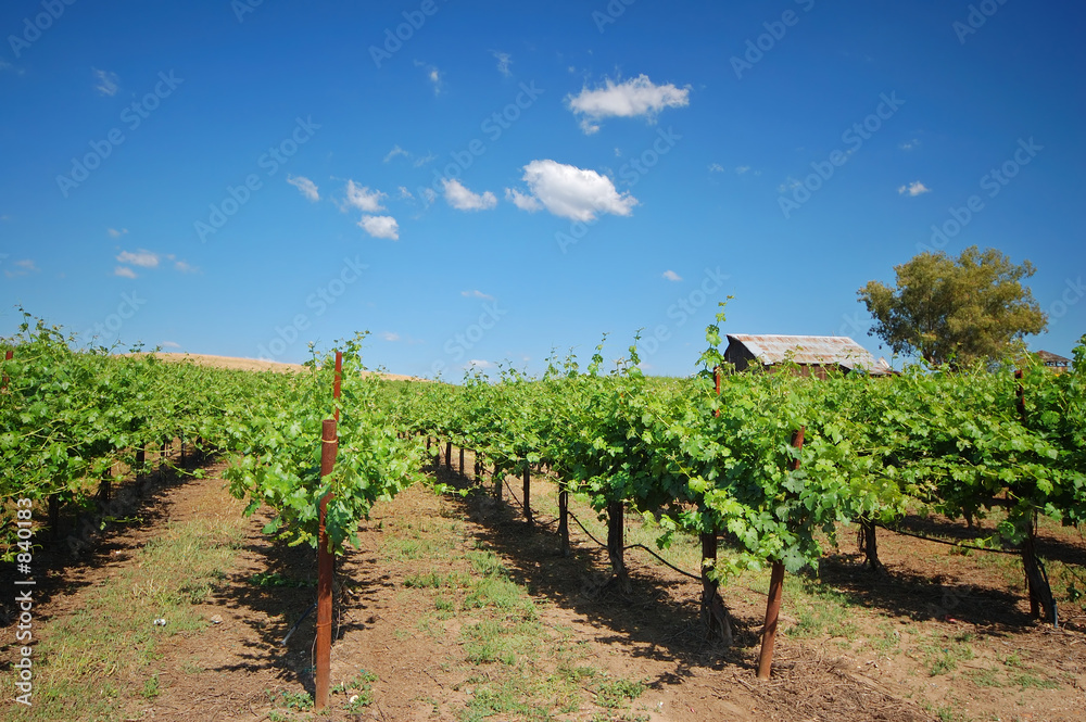 vineyard landscape