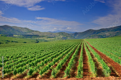 a view of a vineyard field in macedonia photo