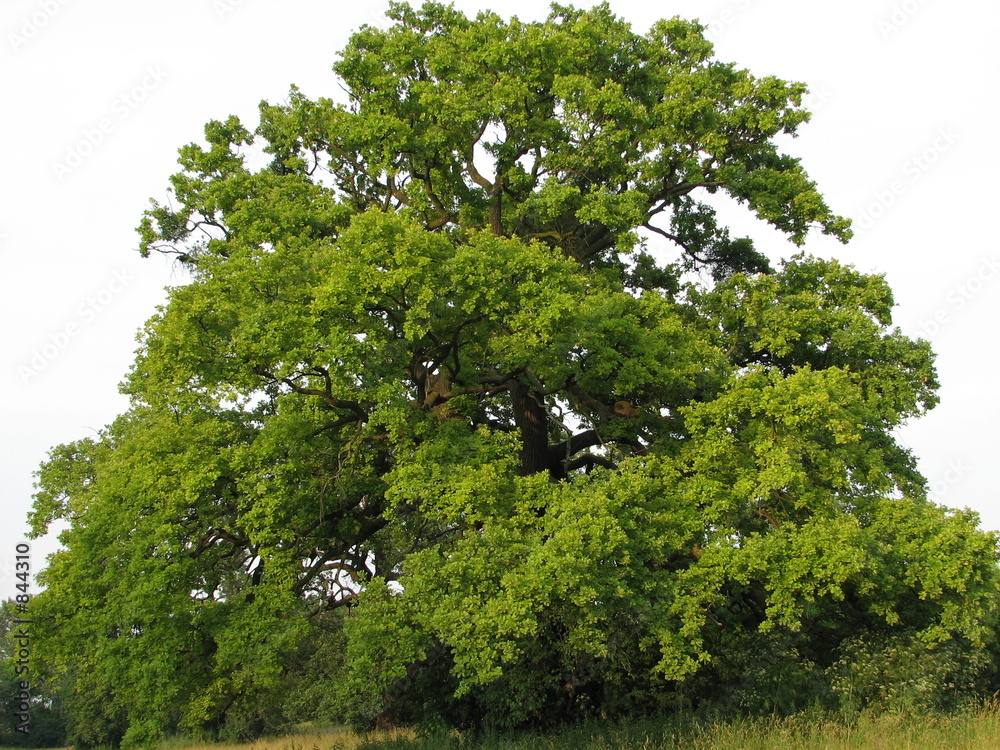 Фотография century old oak