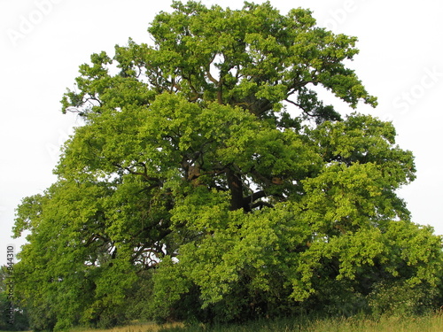 century old oak